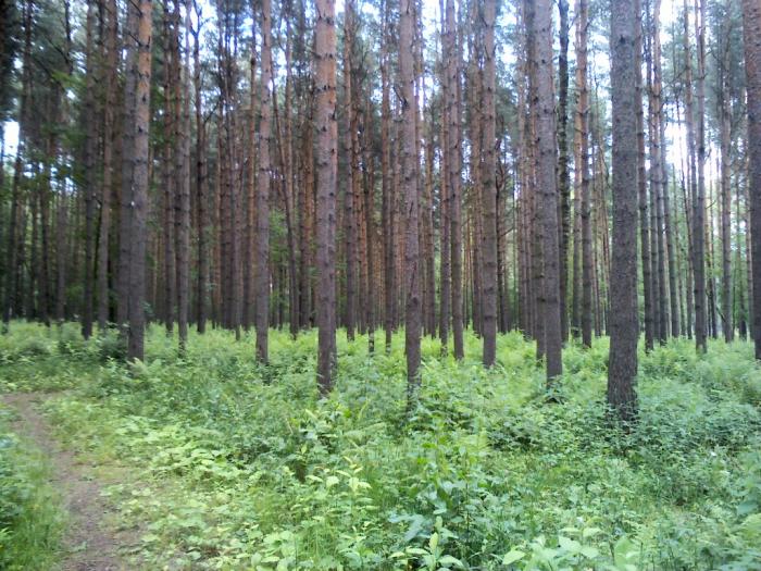 Лес Санкт-Петербург. Леса сосновых лесов в в Питере и Ленинградской о. л. Оздоровительная Парковая зона Алмазова. Город Санкт Петербург в лесу.