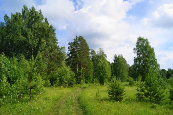 Припышминские боры национальный парк