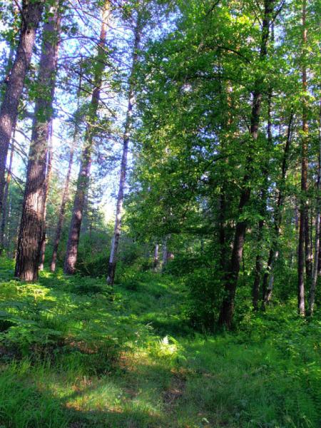 Припышминские боры национальный парк