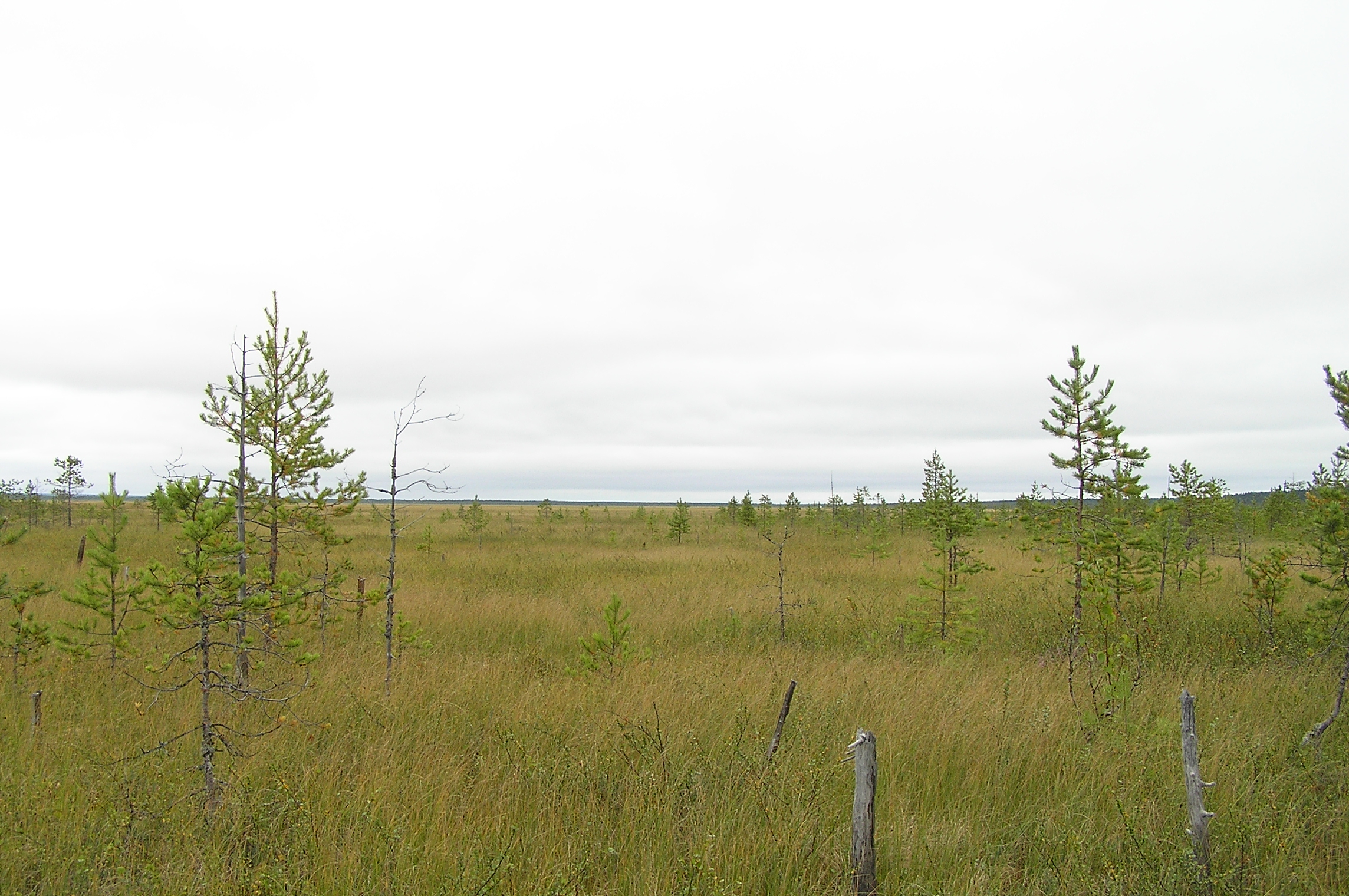 низинные травяные болота. болото светлое. енгалычево мордовия. заповедник wetlands. озеро чистое костромская область.