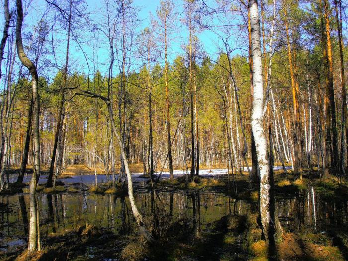 Урочище бор. Черный Бор Челябинская область. Урочище Керский Бор. Коневский Бор Абатский район. Урочище Ежкин лес.