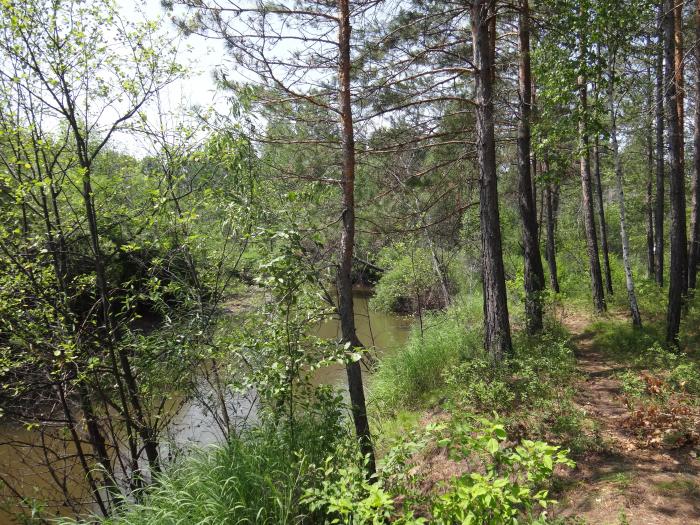 река пере. перу природа амазонка. река пёра амурская область. река пёра. амазонка река.