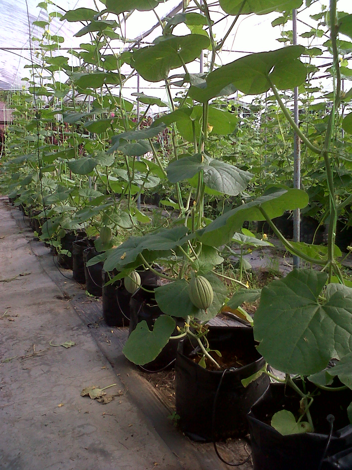 Abi Agro Green House