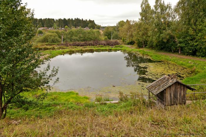 4 пруда. Пруд в Куркино. Старый парк Куркино. Куркино парк водоем. Куркино пруды Вологда.