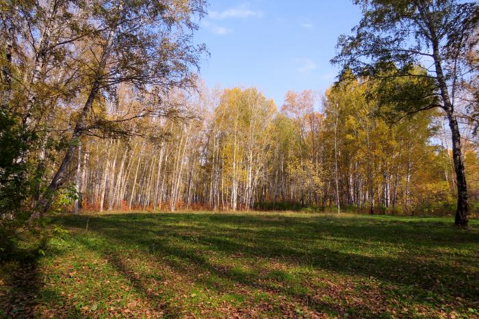 Рощи 4. Роща Декабристов Ялуторовск. Роща Декабристов (г. Ялуторовск). Ялуторовск ; памятник природы «роща Декабристов». Парк Декабристов Ялуторовск.