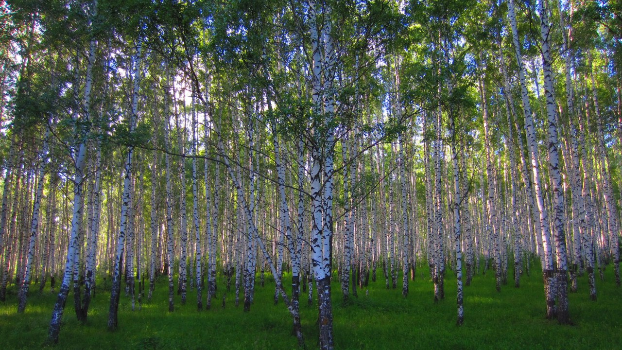 Км лес. Берёзовая роща Арзамас. Бежецк Березовая роща. Березовая роща 1/2. Березовая роща Бишкек.