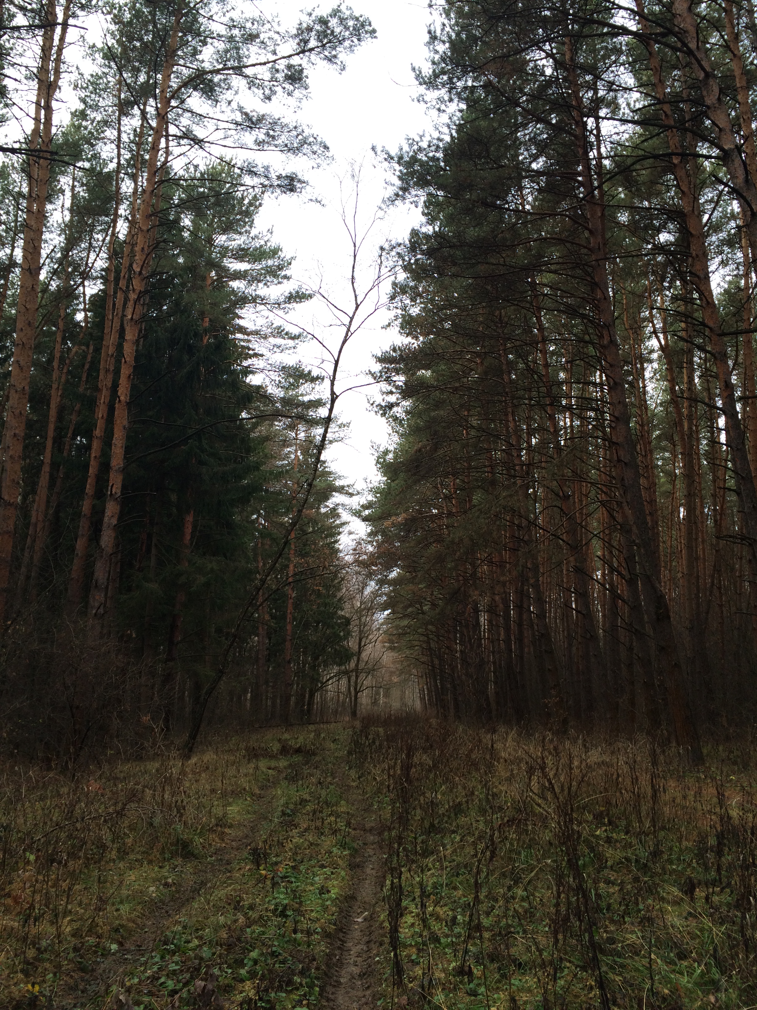 Что такое просека. Просека. Просека дорога. Лесная просека. Просека в лесу.