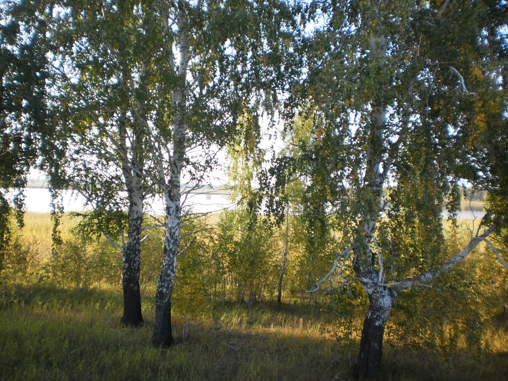 село венгерово новосибирской. венгренский район село вознесенко. туруновка венгеровский район новосибирской области. с. погода в туруновке нсо.