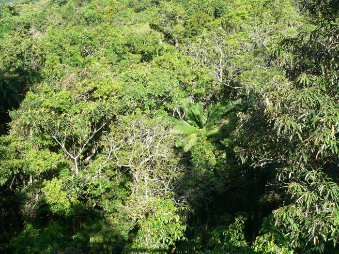 Daintree National Park