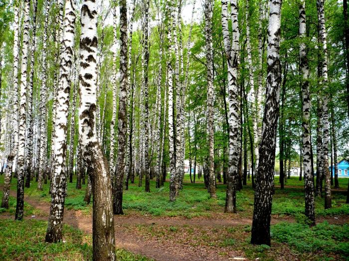 Рощи 4. Березовая роща Саранск. Березовые Рощи Мордовия. Ранис, Березовая роща, 6в. Котельники Березовая роща.