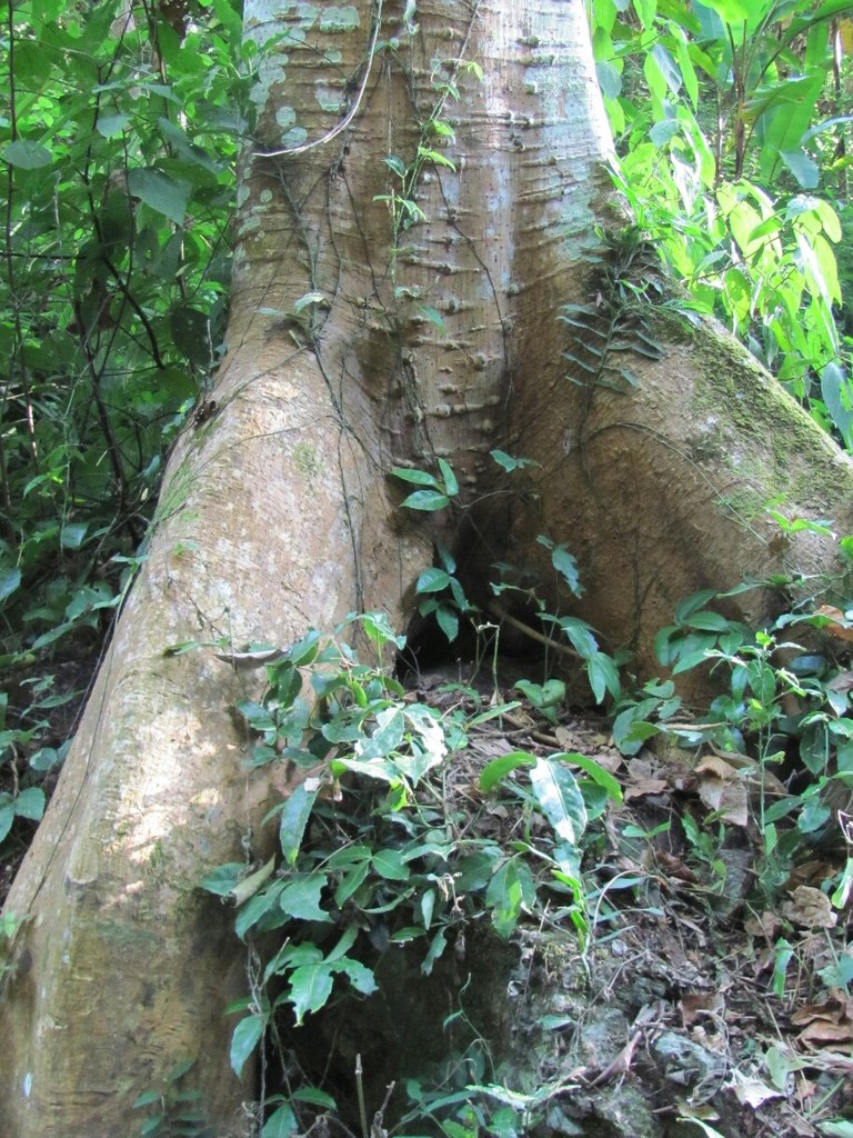 Thepsadet Waterfall (น้ำตก)