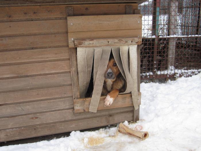 Собачий приют в омске фото собак