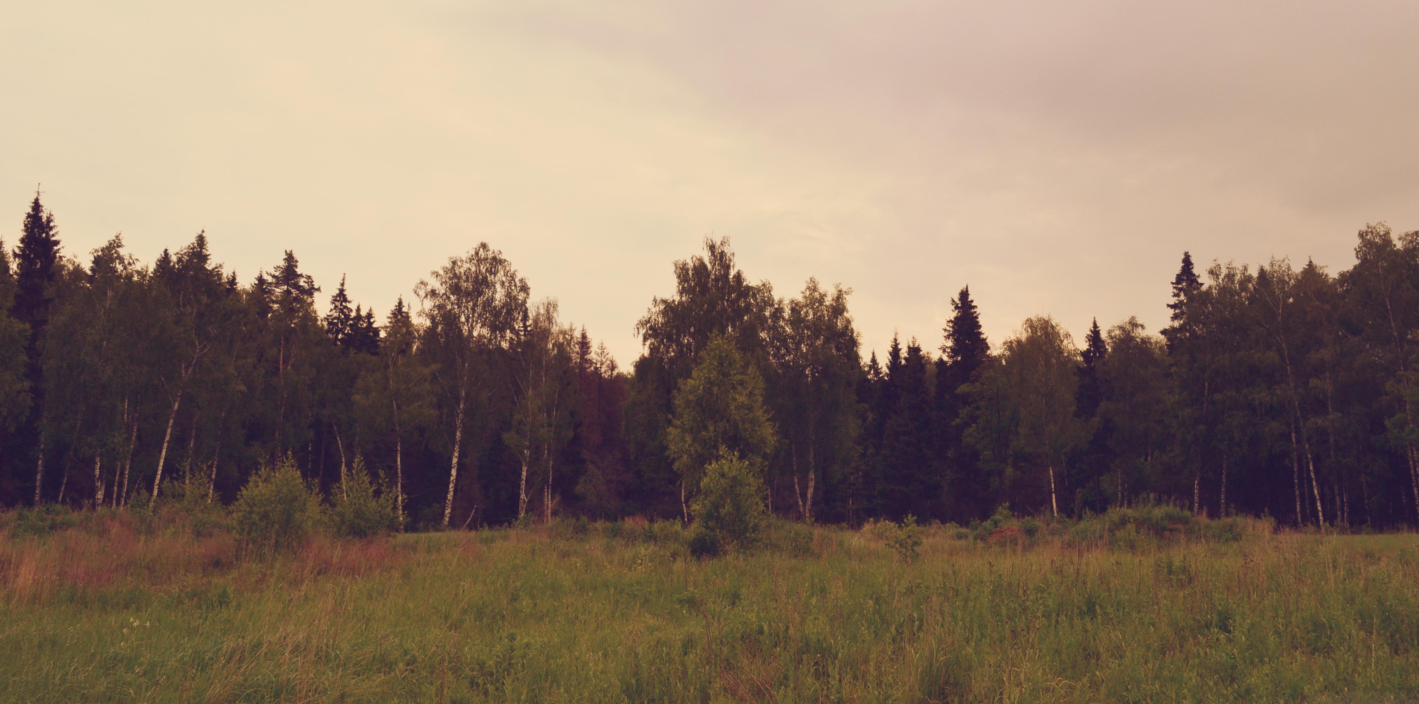 егорьевский лесхоз московской области. егорьевское лесничество. лес сегодня. лесхоз в егорьевске. опашка и вырубка санитарной зоны.