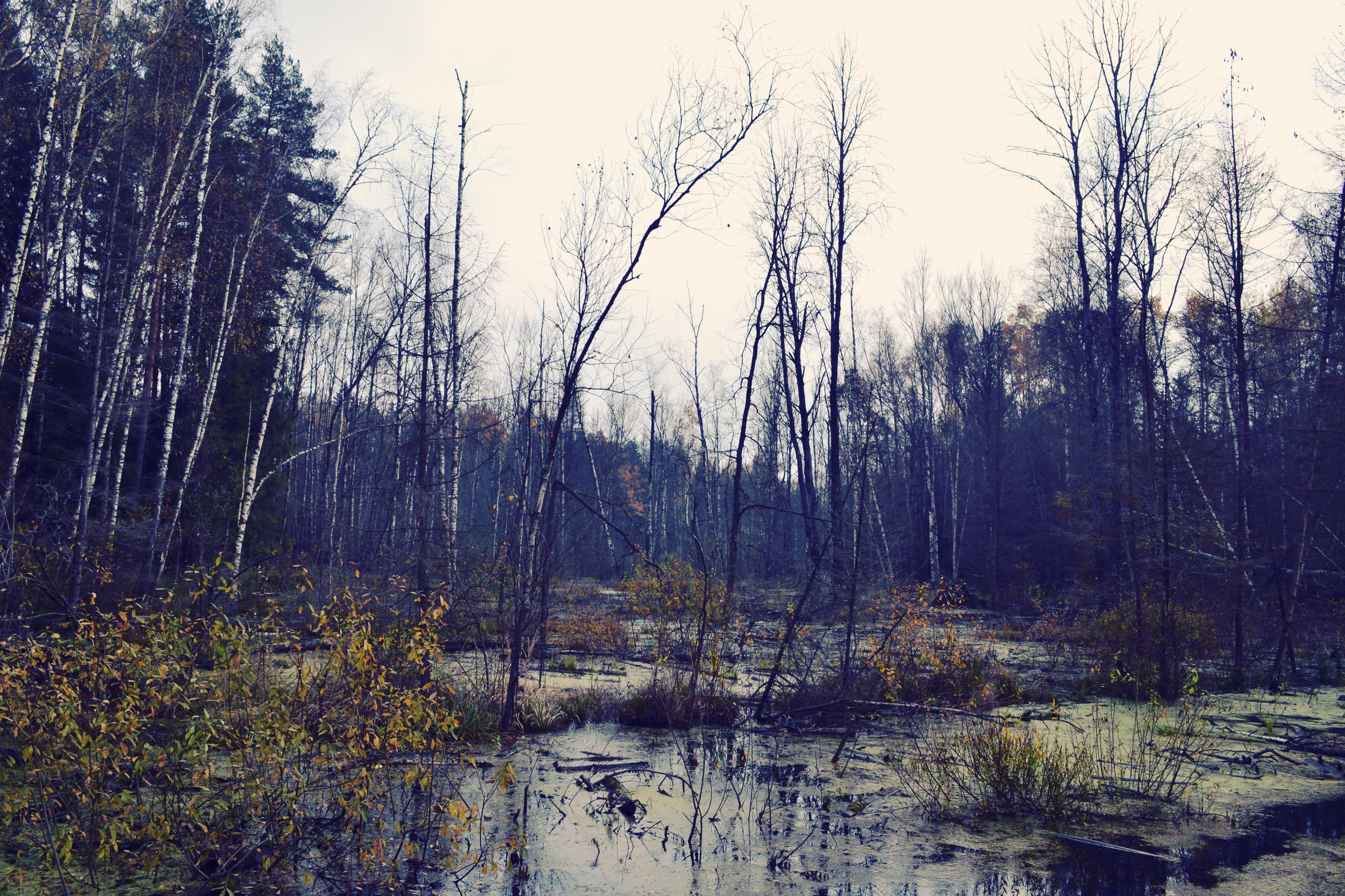 болото малуксинский мох. болото в тамбовской области.
