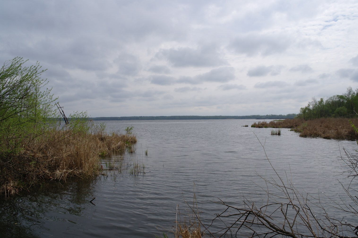 Озеро московское рыбалка. Озеро Муромское Шатура. Озеро Муромское Шатурский район. Оз Муромское Шатура. Озеро Муромское Шатура рыбалка.
