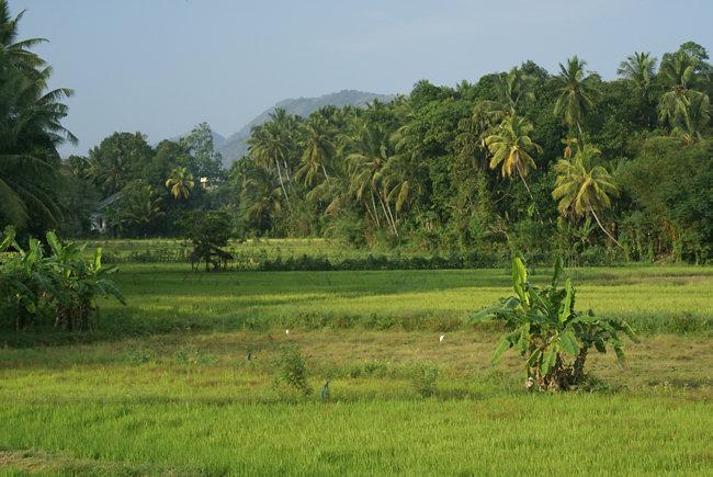 Achanaril Kuttakaitha Paddy Field - Bagapuram / Veeyapuram Grama Panchayat