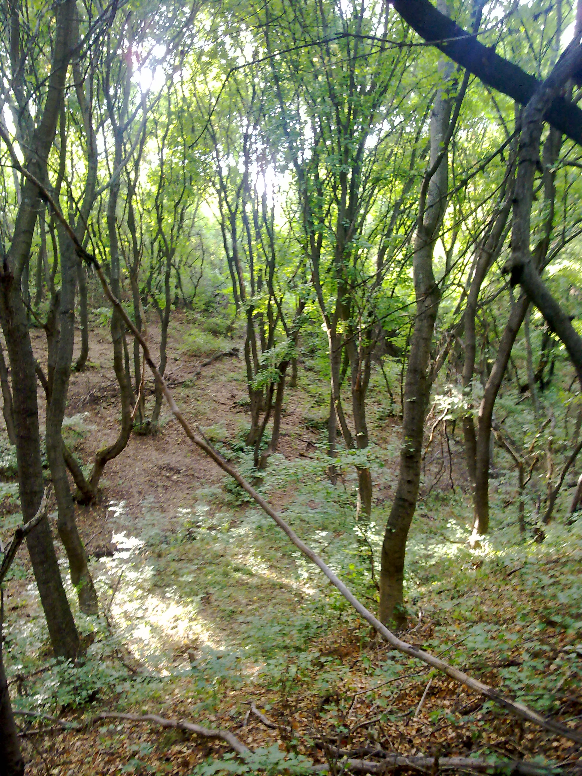 Forest