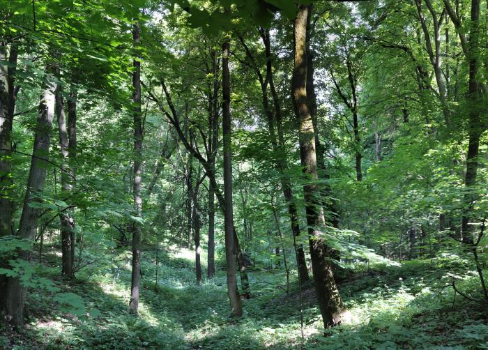 Суворовский парк кунцево фото