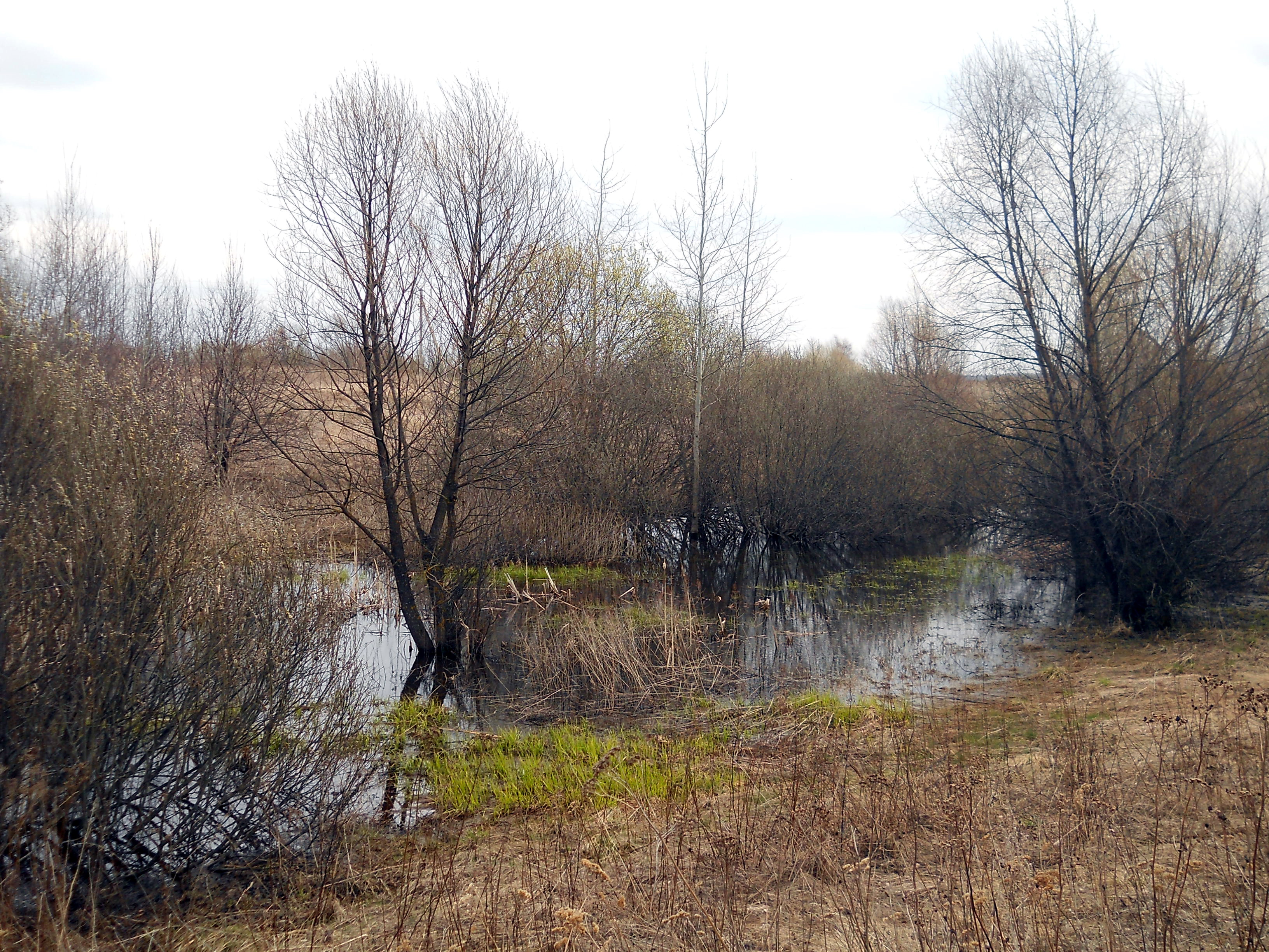 река сосенка в москве. платная рыбалка в сосенках на калужском шоссе. хапиловка река подземная. река сосенка в москве. река малая сосенка.