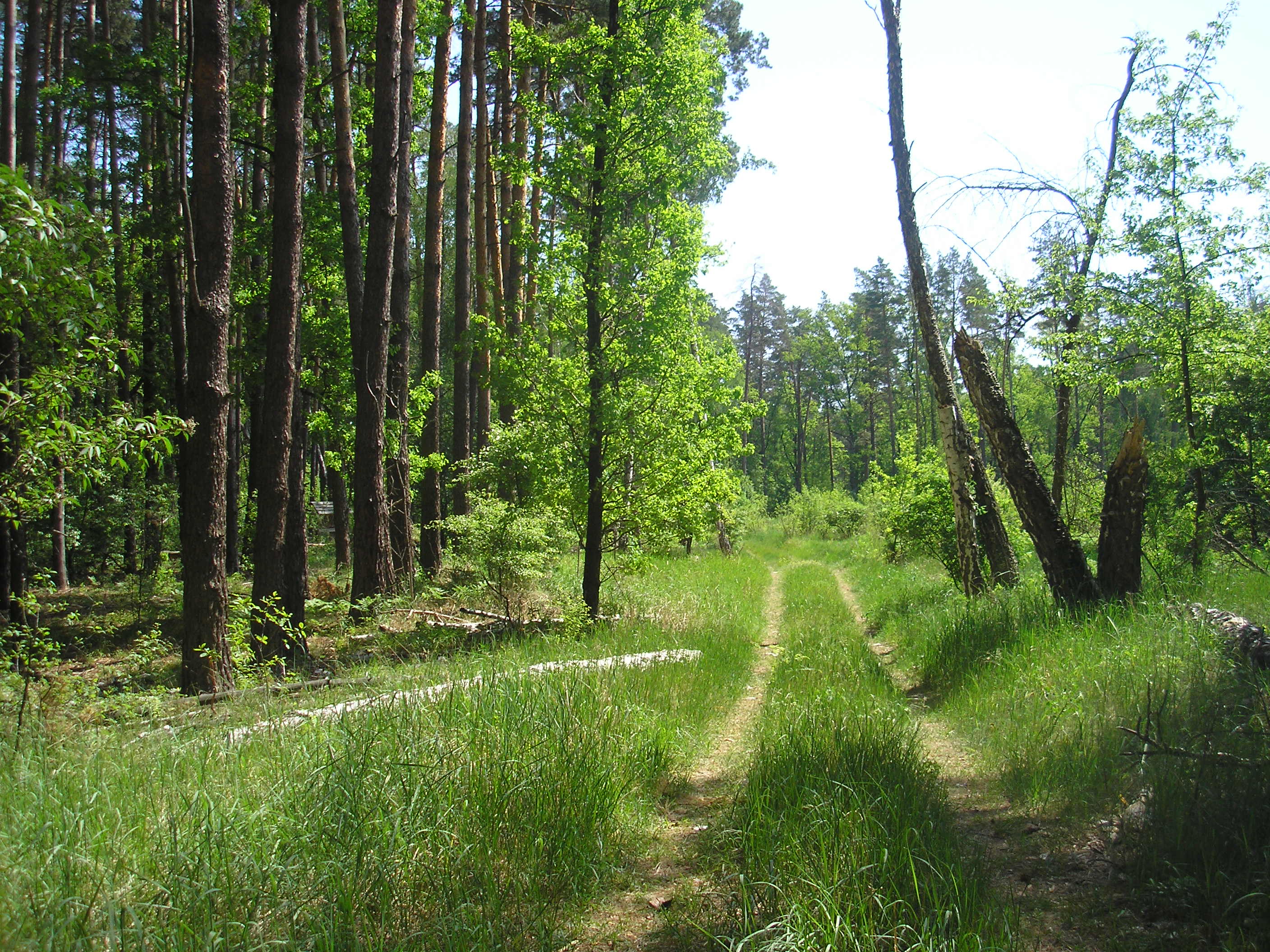 Лесопосадка. Лесопосадка Украина. Лесопосадка Орск. Лес и лесопосадка. Парк с лесопосадкой.