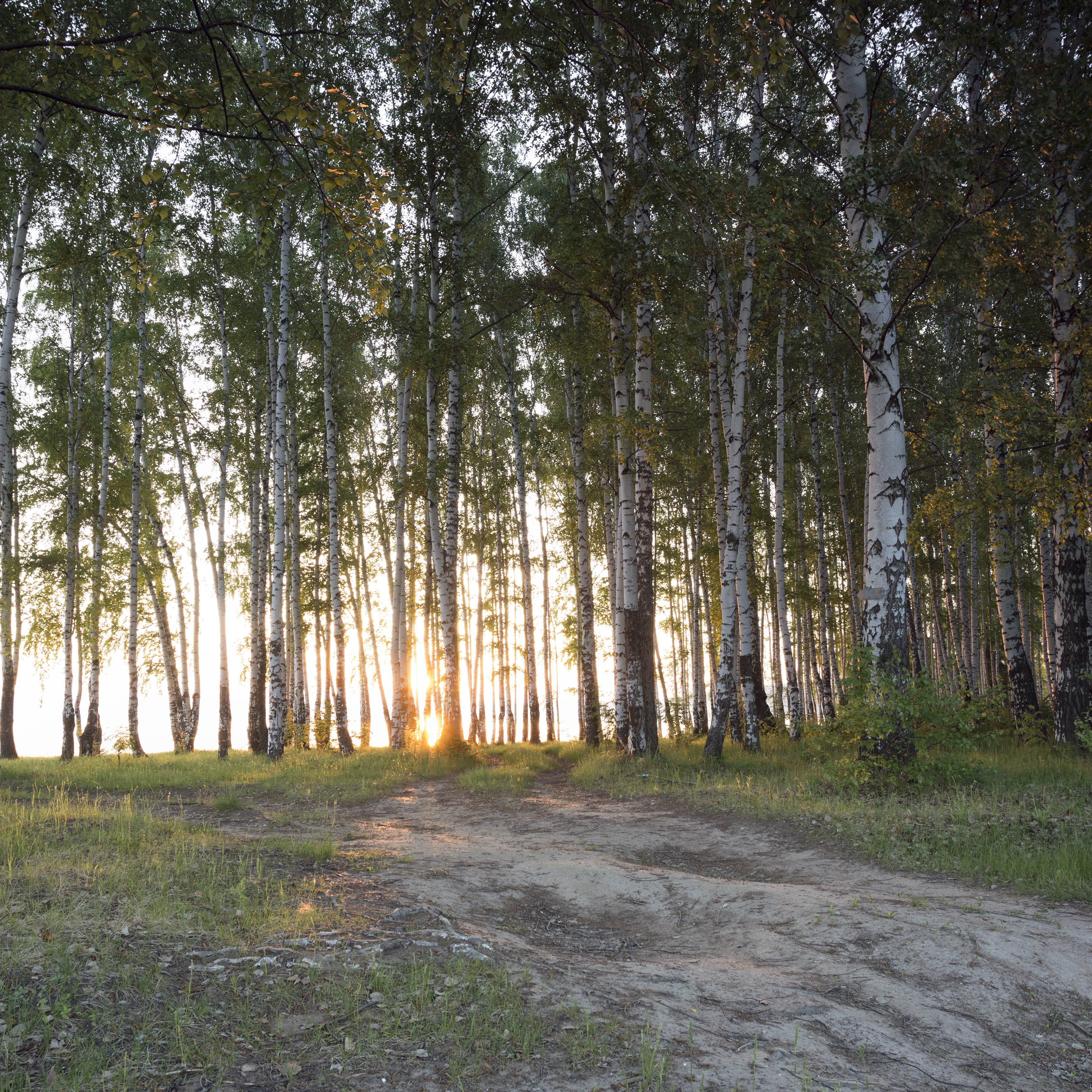 Березовая роща бойрок кыргызстан. Березовая роща тула. Березовая роща, посёлок берёзовая роща. Роща невест берёзовая роща курск. Парк берёзовая роща менделеевск.