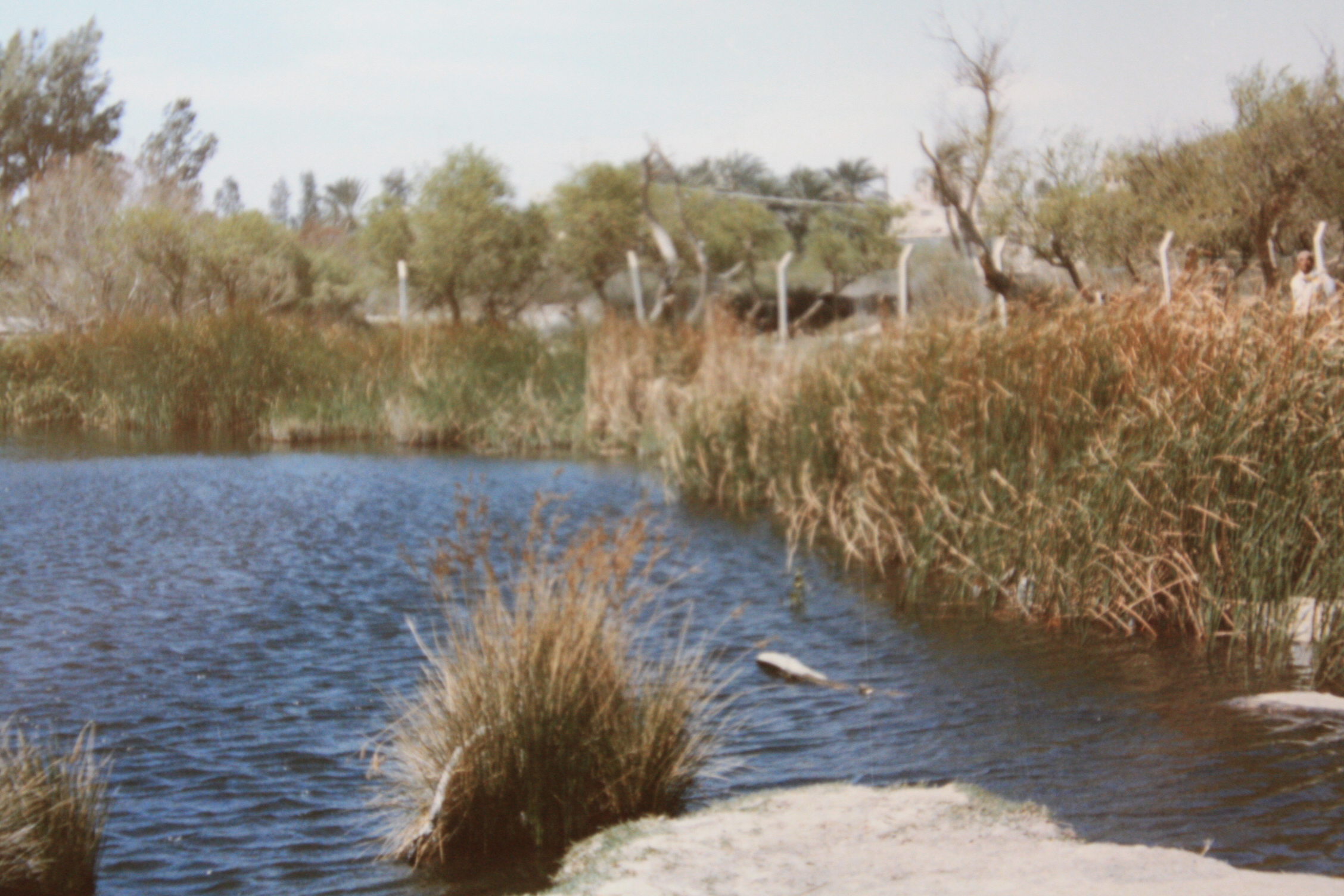 Azraq sanctuary | nature conservation park / area