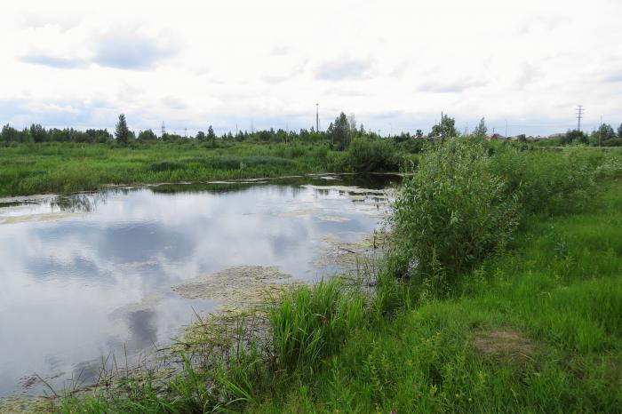 озерцо 4. маленькое озеро в лесу. мушан ер озеро марий эл. озеро васюхино в коченево. маленькое озерцо карелия.