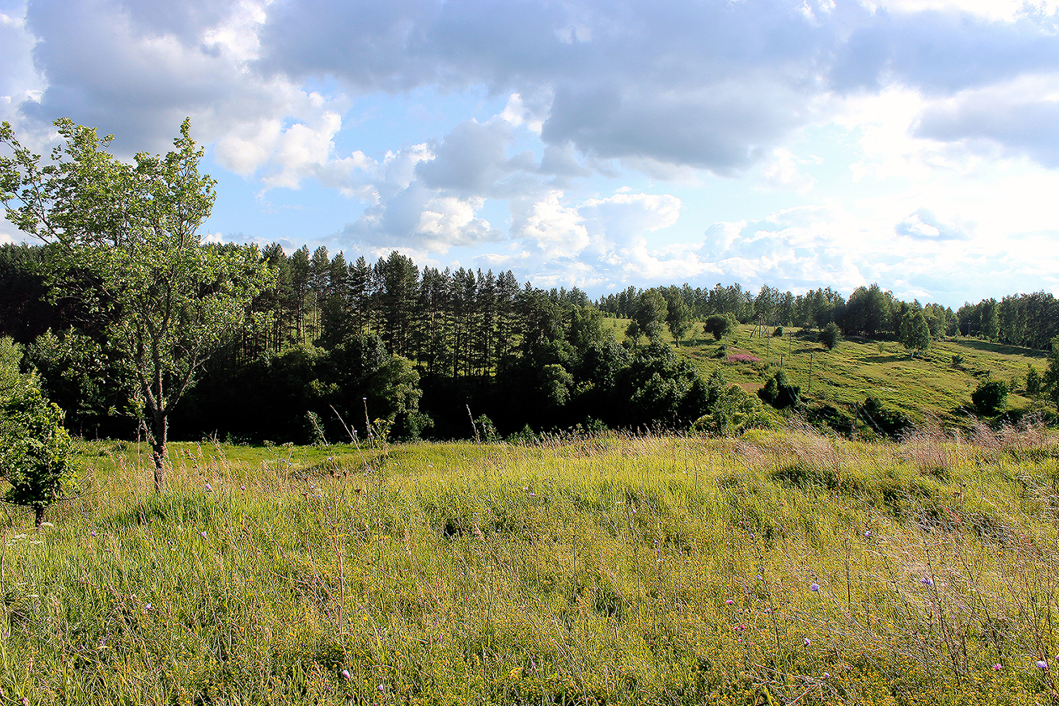 Урочище бор. Белев Жаровка. Урочище Жаровка. Лесное урочище. Урочище холмы.