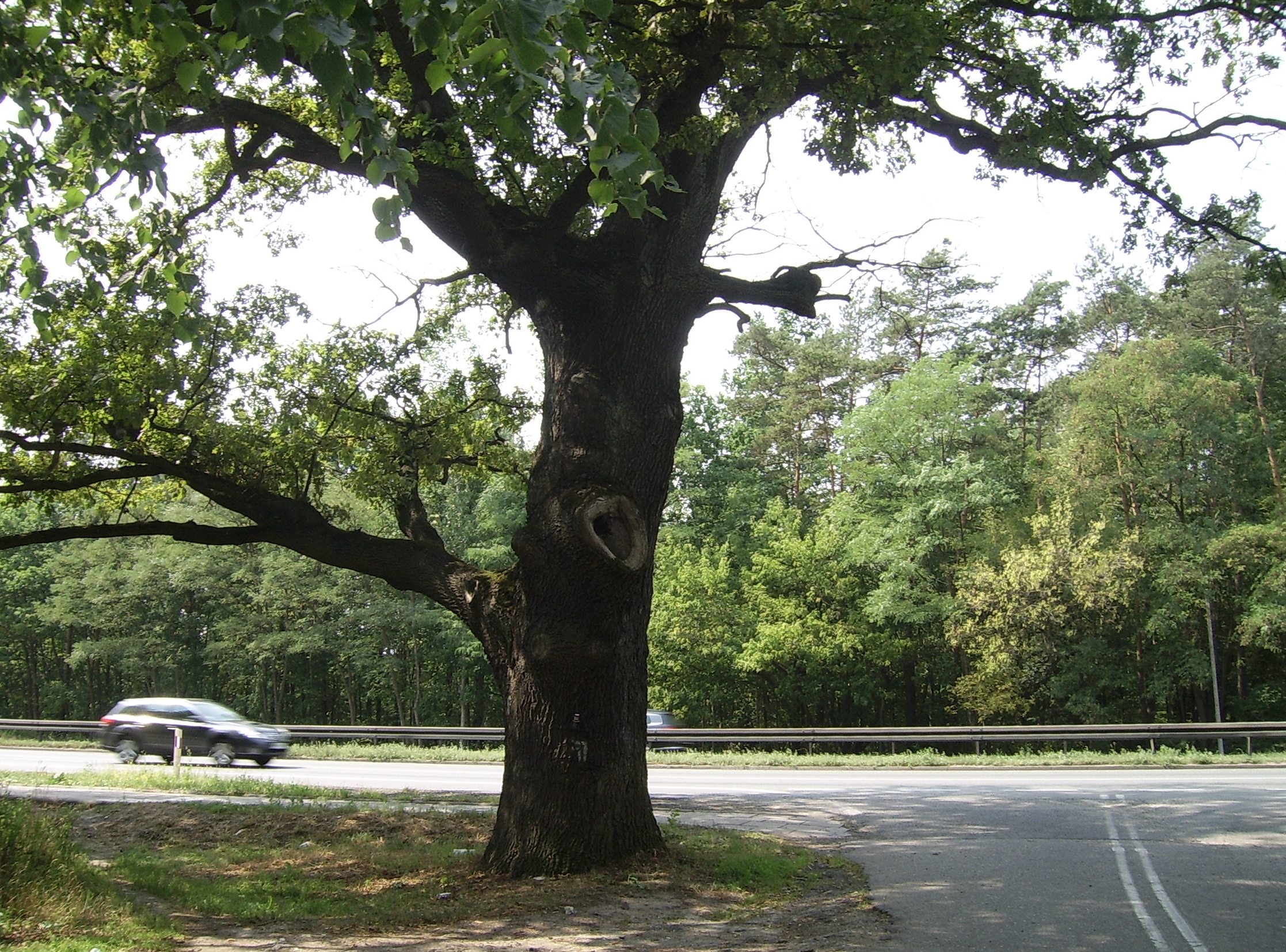 дуб черешчатый кузьминки. памятники дубы. партизанский дуб брянской области. хутор редкодуб белгородская область. дуб старый редкодуб.