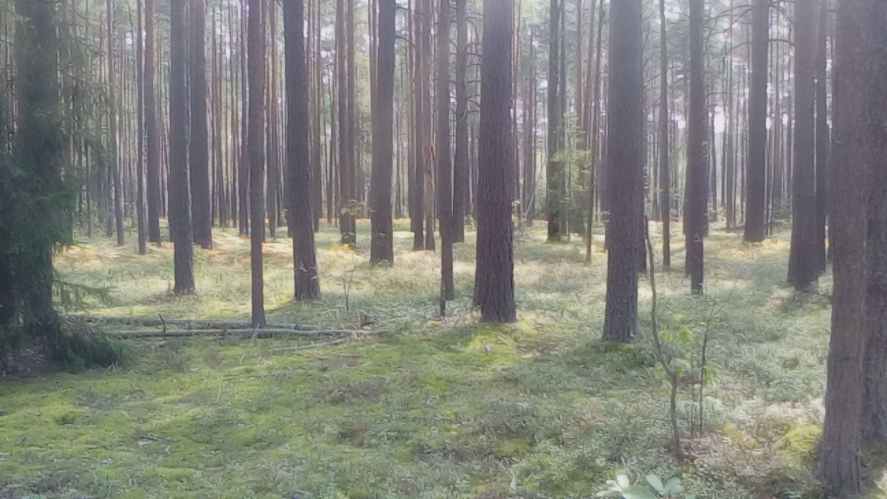 Урочище бор. Дорофеевский Бор. Урочище Керский Бор. Урочище Сорокин Бор. Урочище красный Бор.