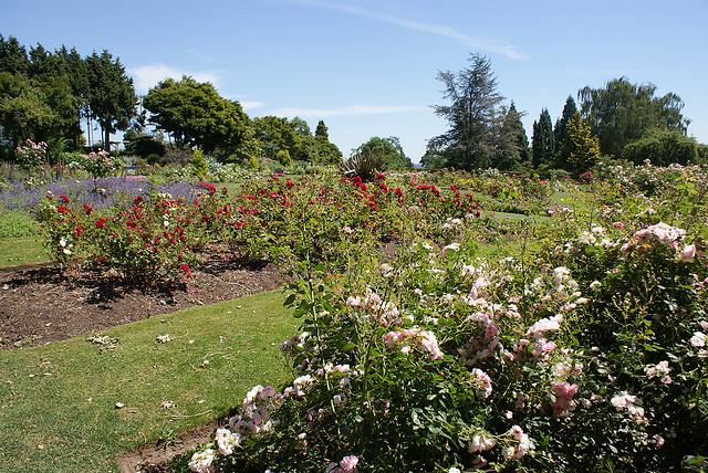 Queen Elizabeth Park Rose Garden Vancouver