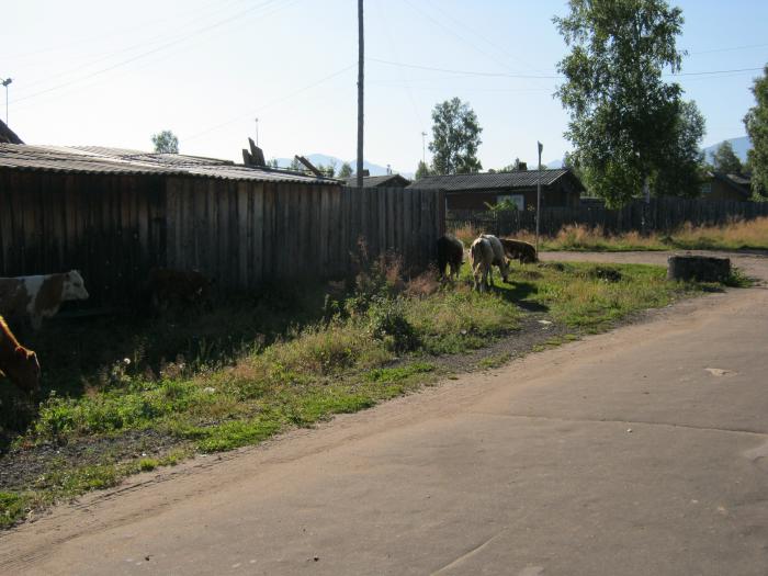 Погода выдрино бурятия. Выдрино Бурятия Кабанский район. Население села Выдрино Бурятия. Село Выдрино Кабанский район Республика Бурятия. Школа п Выдрино Бурятия.