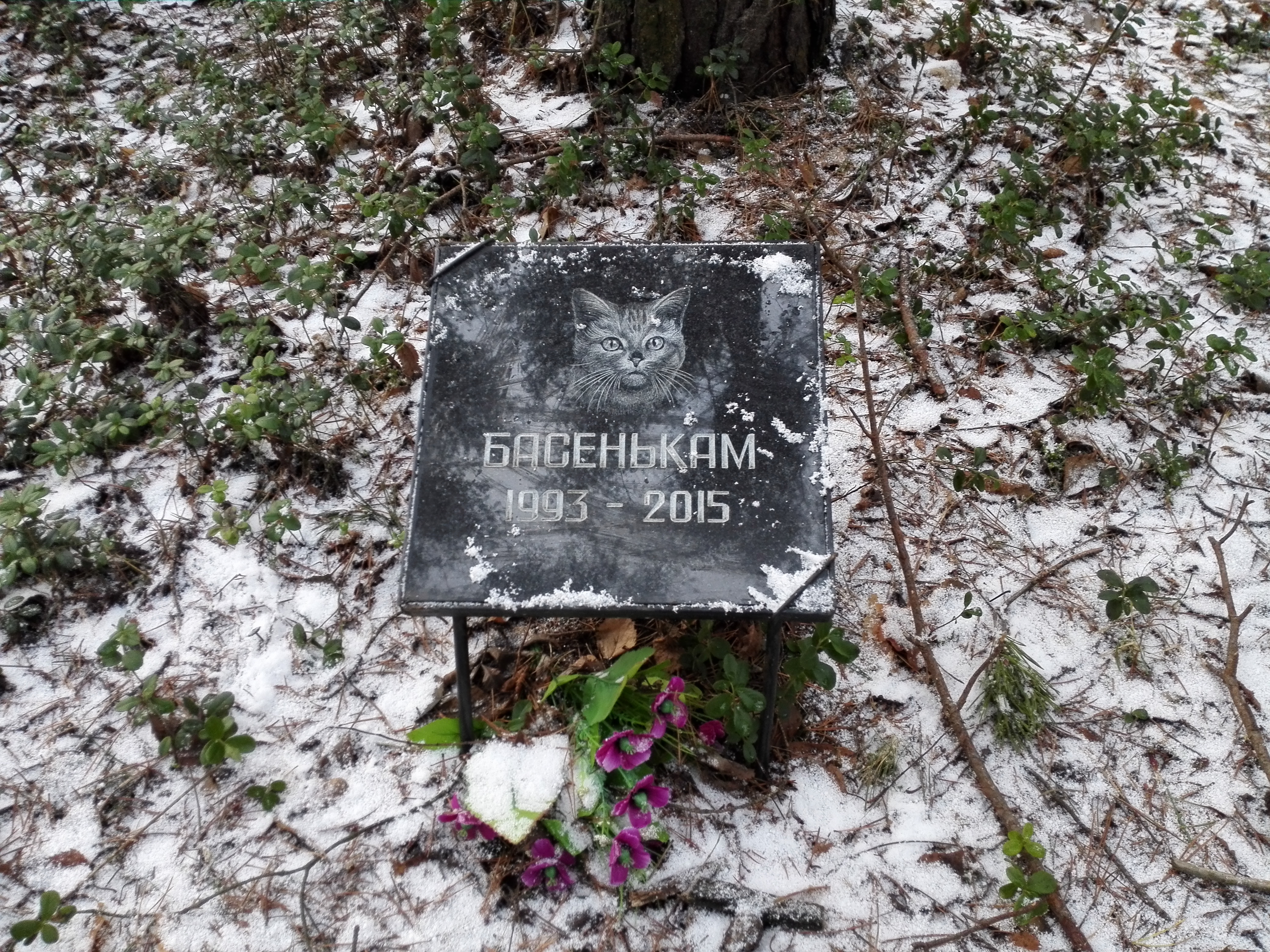 городское кладбище животных отзывы. столичное кладбище домашних животных москва. кладбище животных. городское кладбище животных в спб электропультовцев. кладбище мазурино витебск.