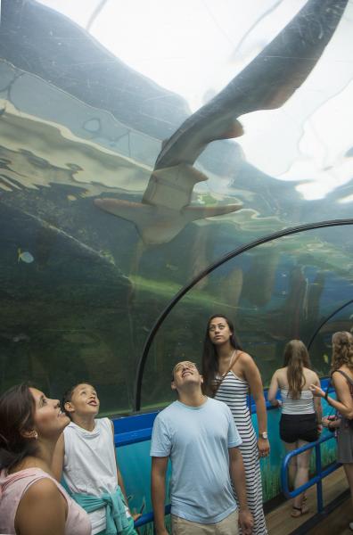 Shark Sydney Tunnels - Greater Sydney