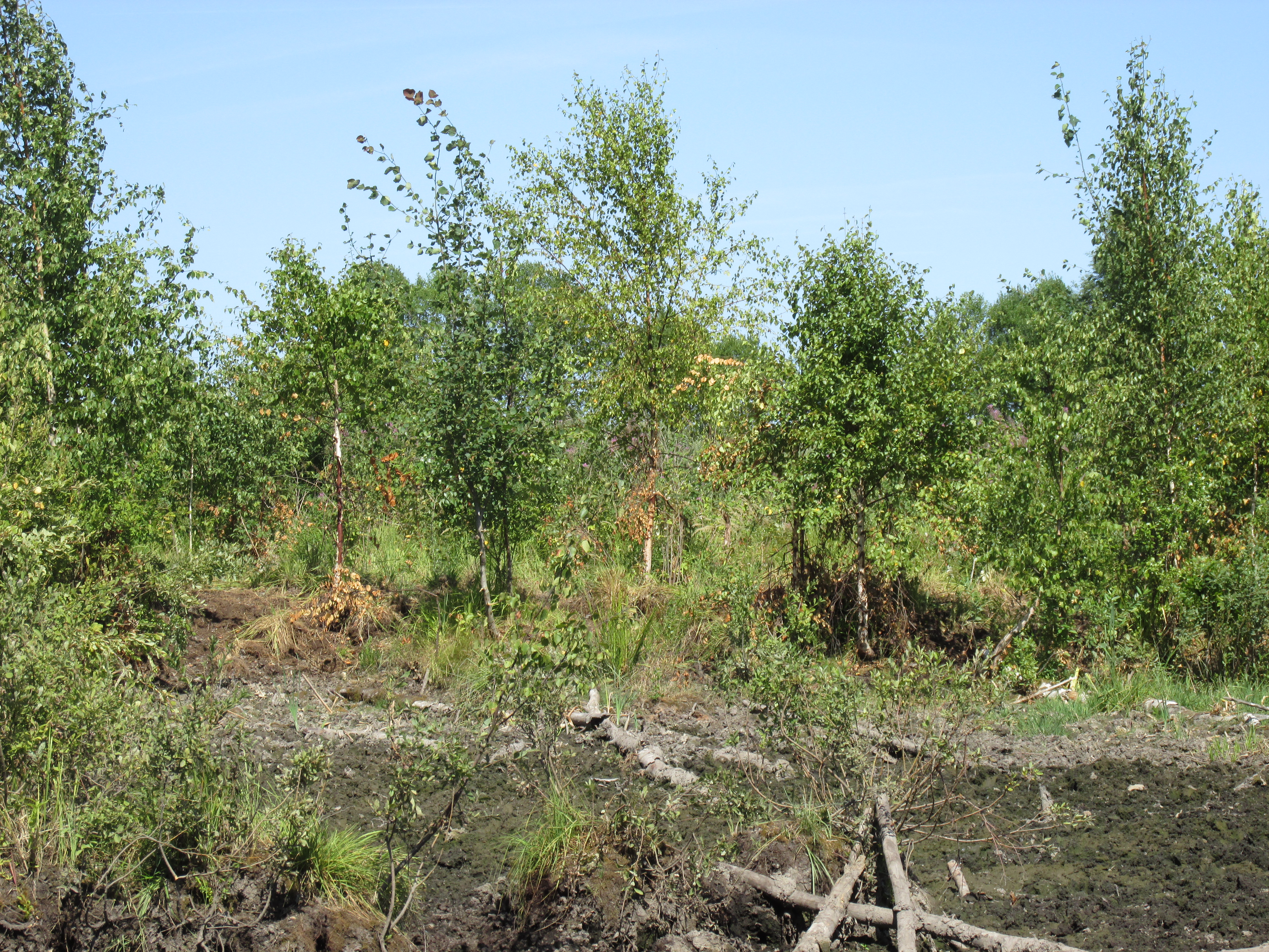 торфяные болота московской области.