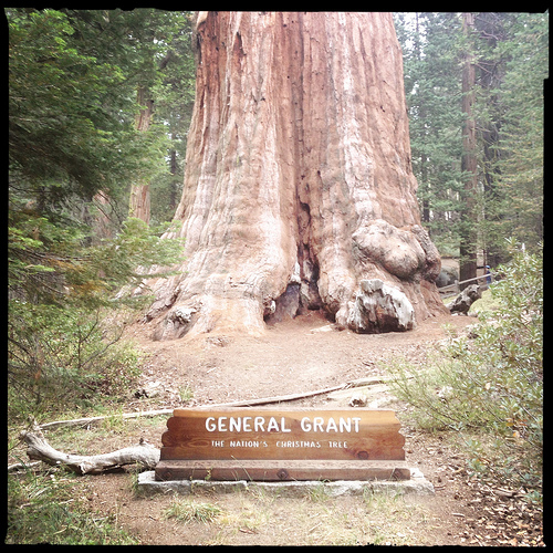 General Grant tree