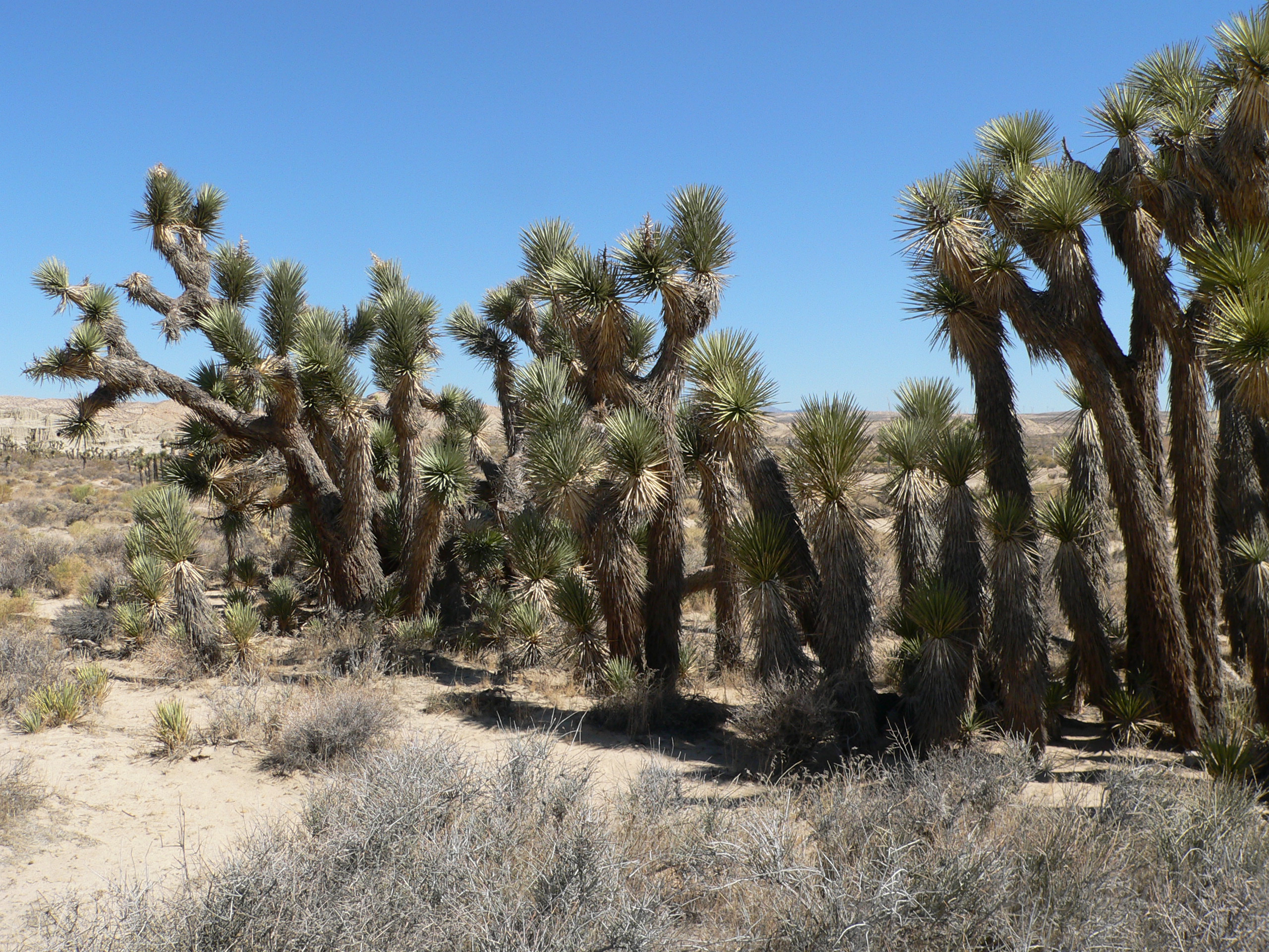 Red Rock Canyon State Park