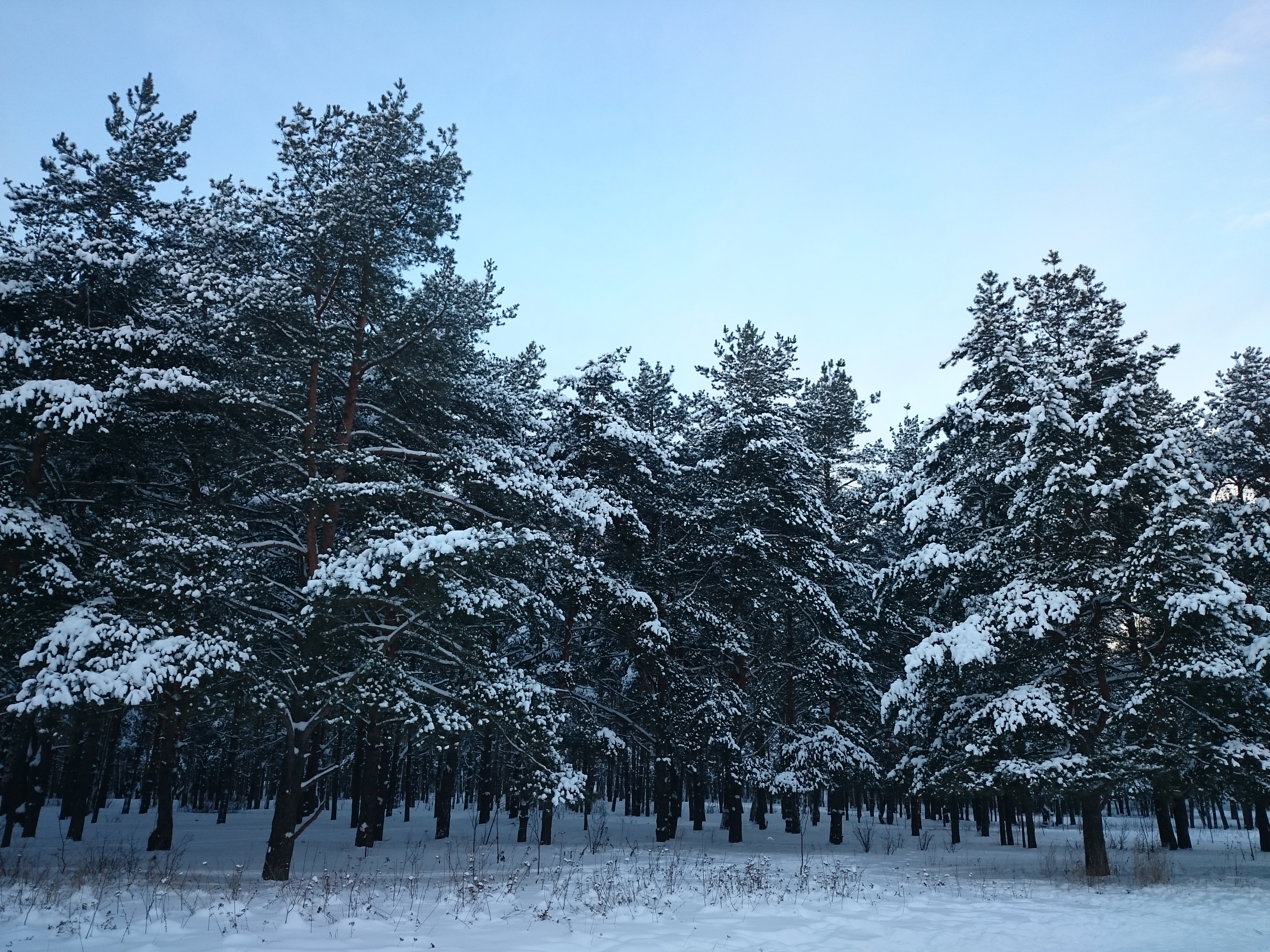 Жулебинский лесопарк карта