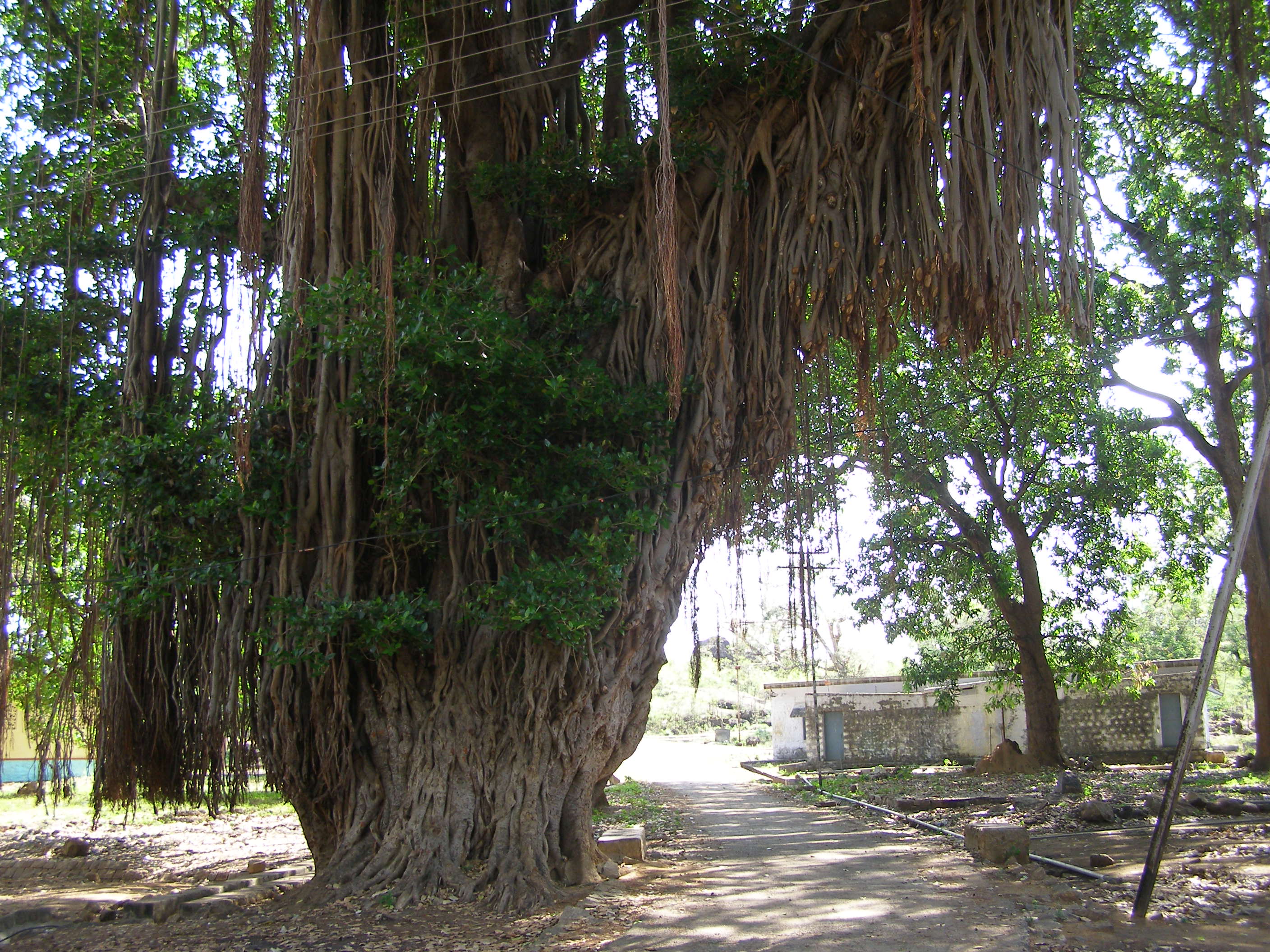 The Big Banyan Tree