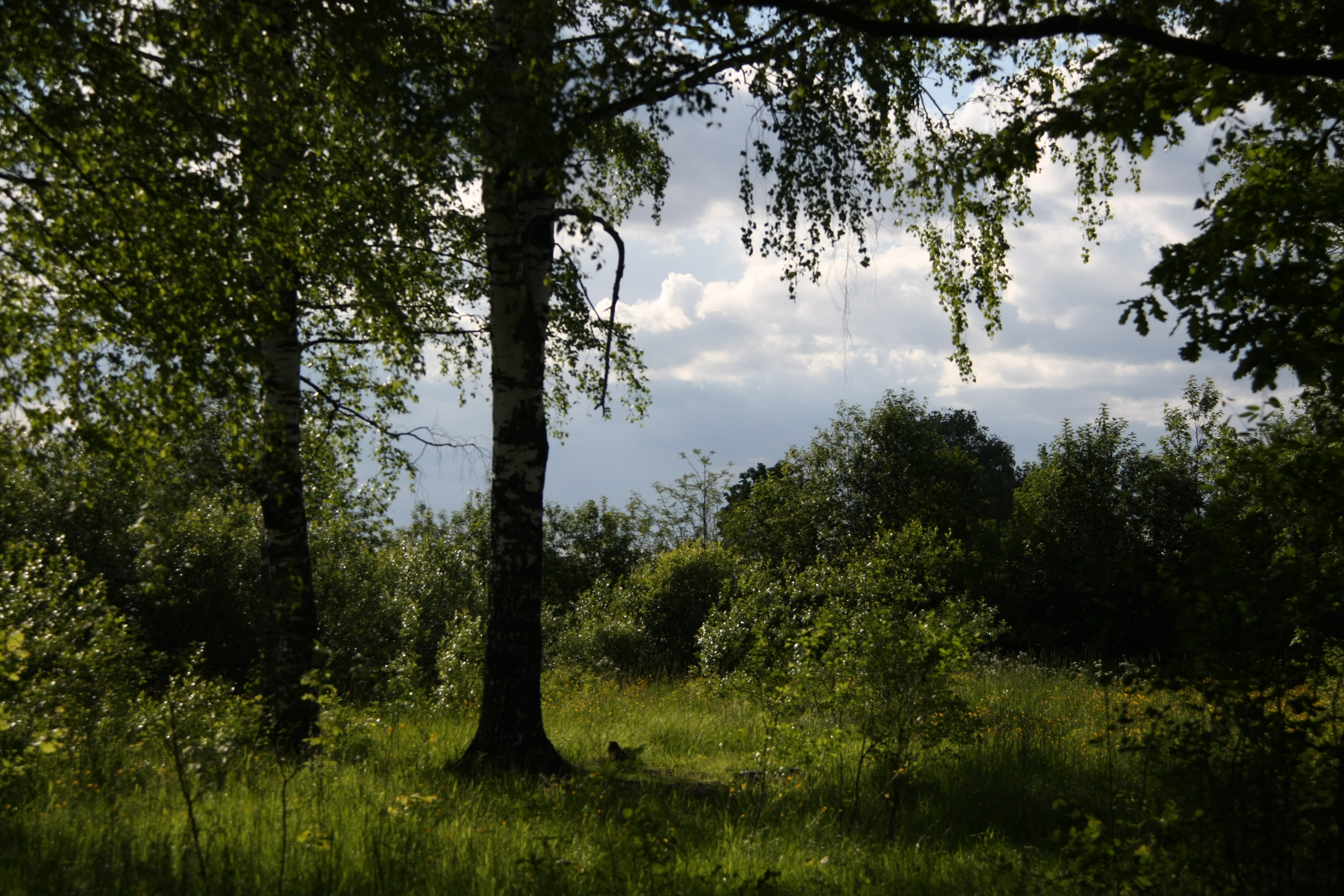 Тосненский парк фото