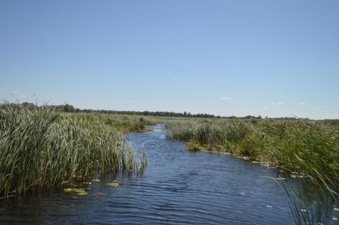 Село лебяжье самарская область