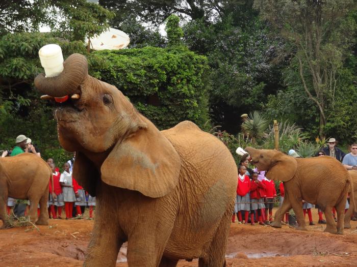 Nairobi National Park Animal Orphanage - Nairobi