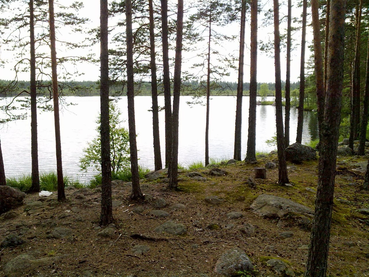 Карельский перешеек линия маннергейма. Воттоваара карелия. Присущую карельскому перешейку редкую. Карельский перешеек на карте. Лес карельского перешейка.