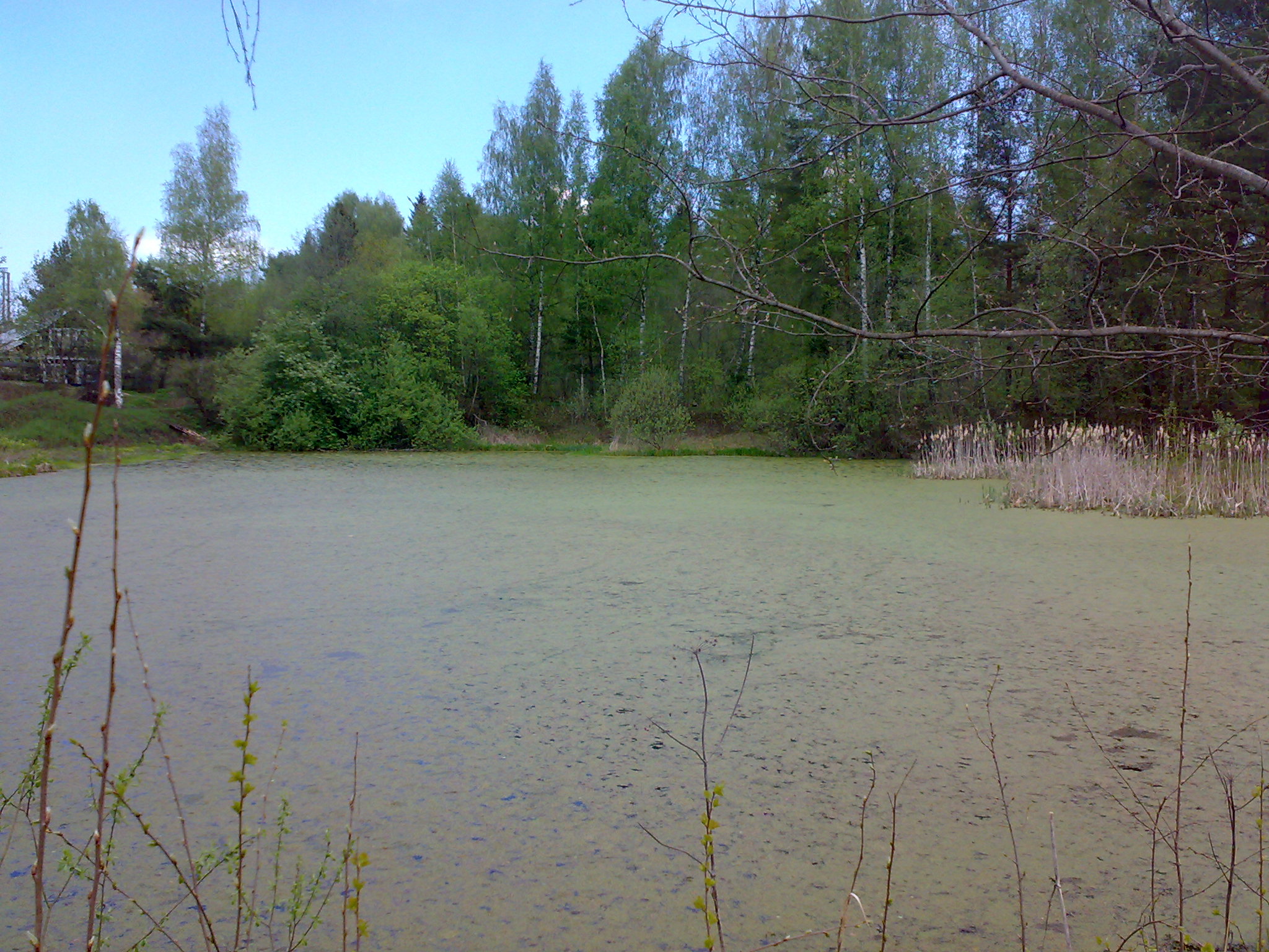 Поварово лесхоз