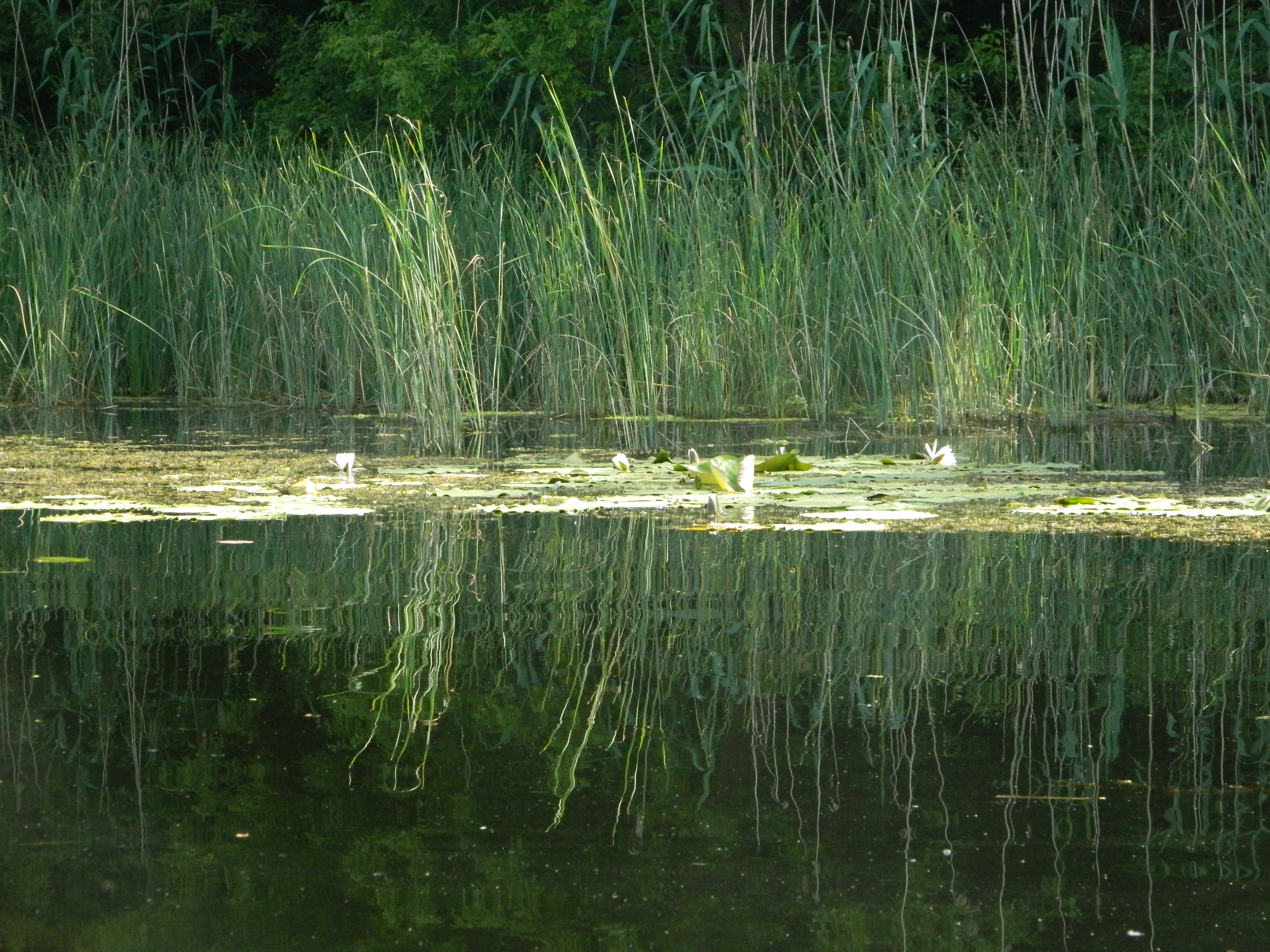 Floodplains of Oskil River