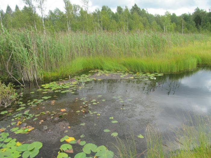 охрана болото. болото презентация. ведьмак болота арт. презентация на тему болото. доклад про болото.