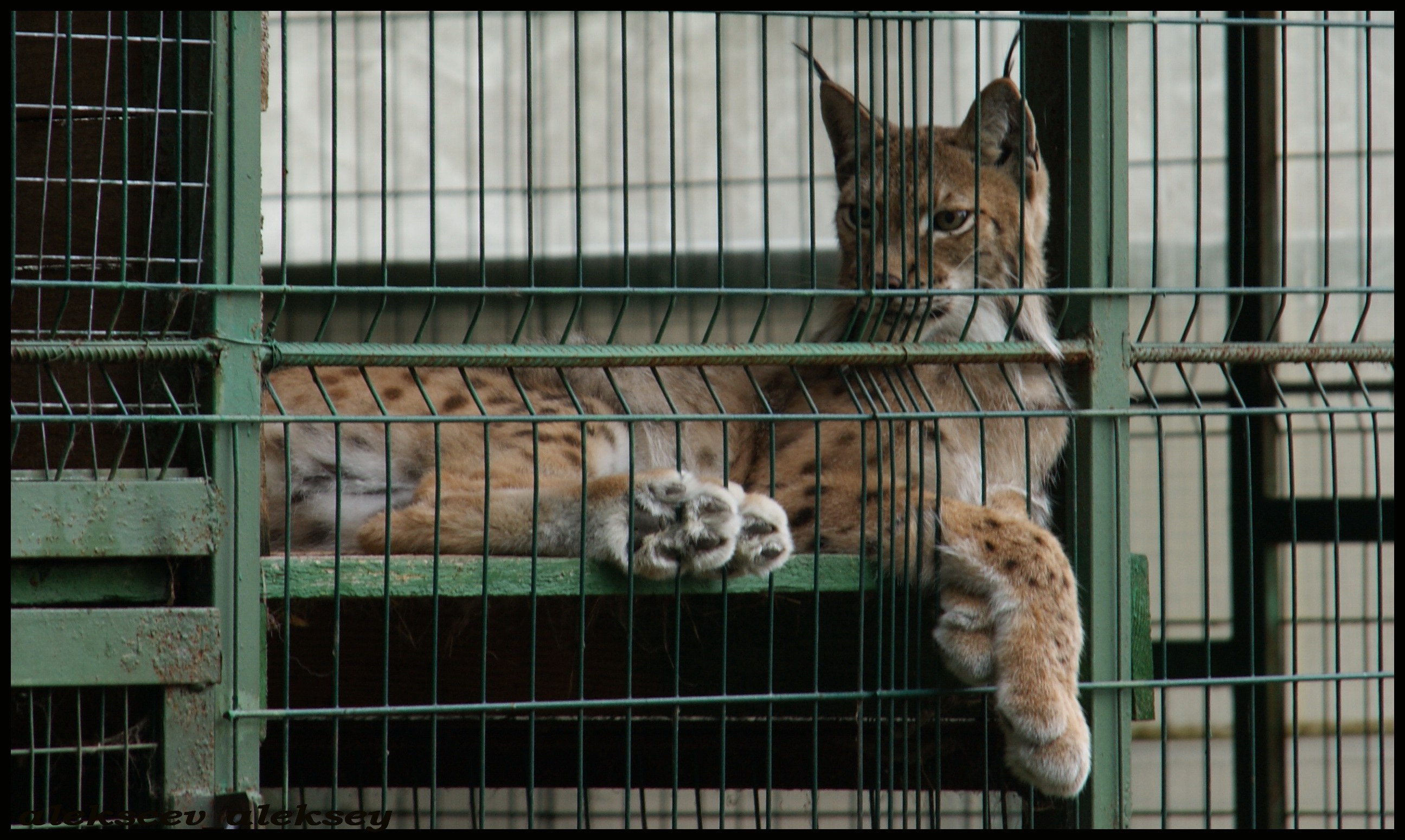 Приют для диких животных. Какие могут быть + в приюте диких животных. Велес приют для животных ленинградская область. Медвежонок в челябинске. Юлия попова приют для диких животных и птиц "спаси меня".