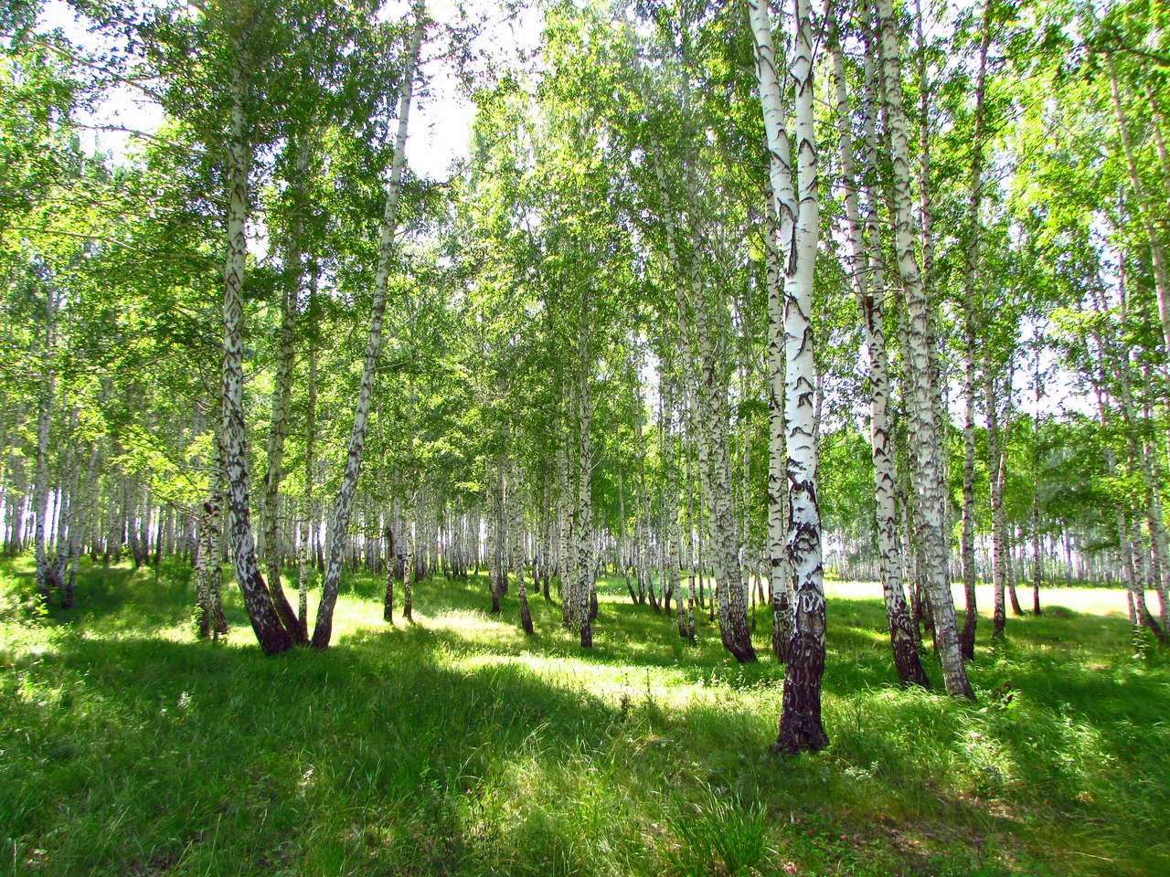 Поселок роща. Поселок Березовая роща. Березовая роща Иркутск. Берёзовая роща, деревня Аксаково. Березовая роща мишарча.