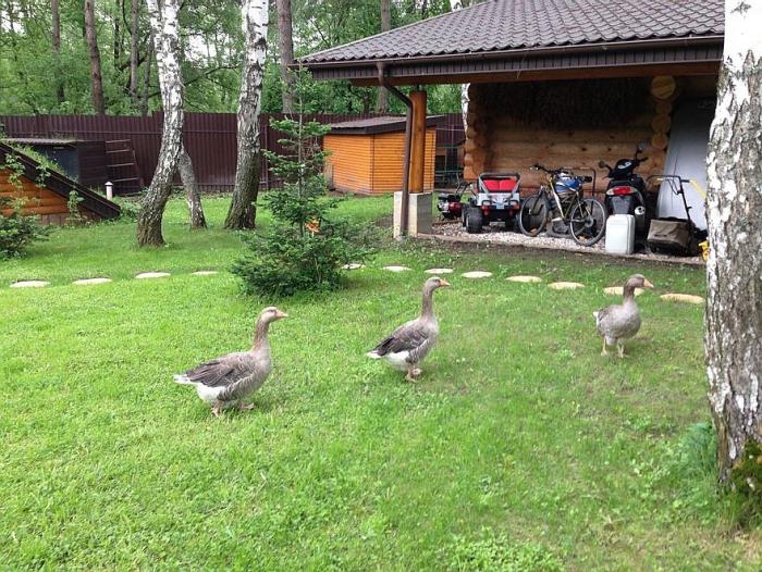 Ждановское подворье Раменский район