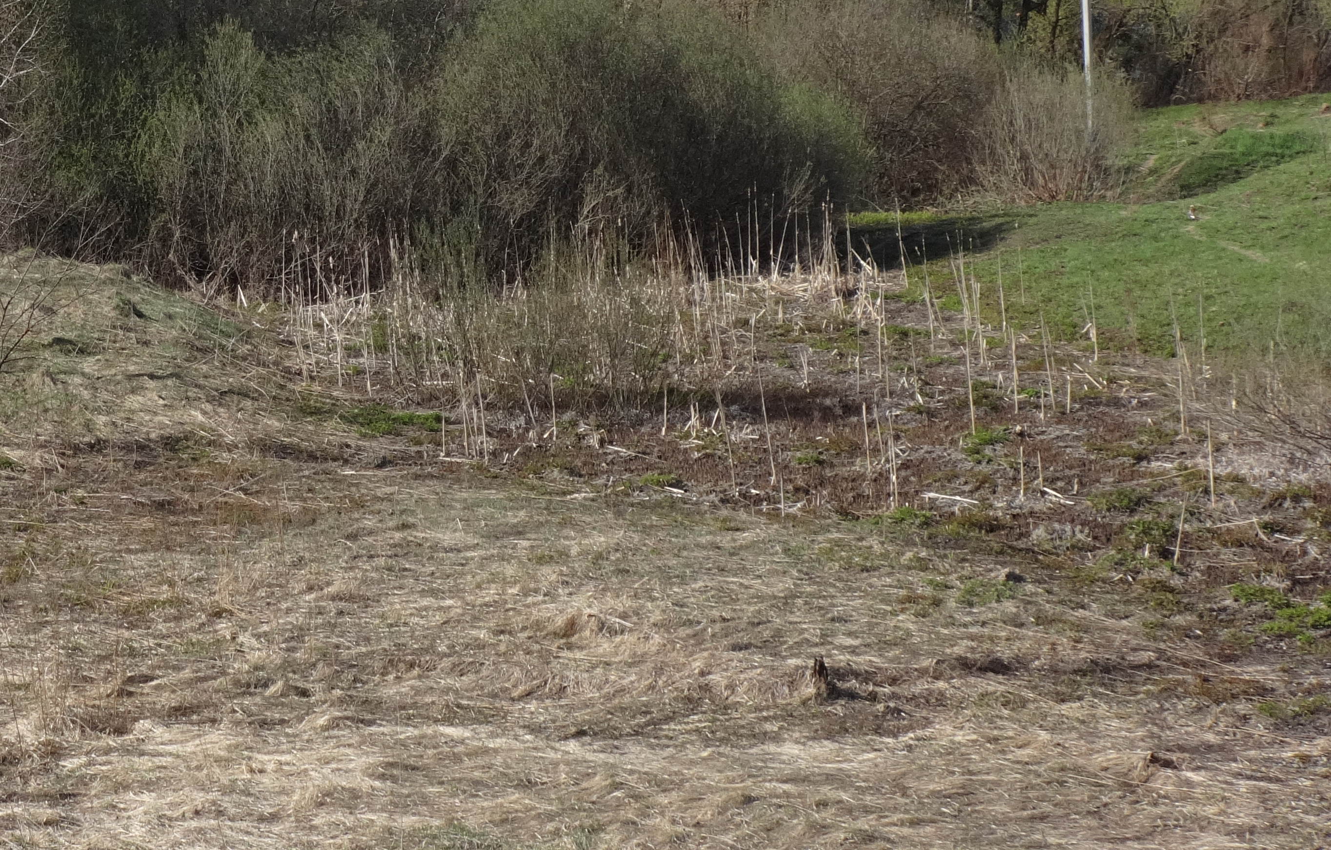 торфяное болото пичингушанское. сестрорецкие болота. хлебное болото. урочище куляпин куст. карелия деревня кутчезеро.
